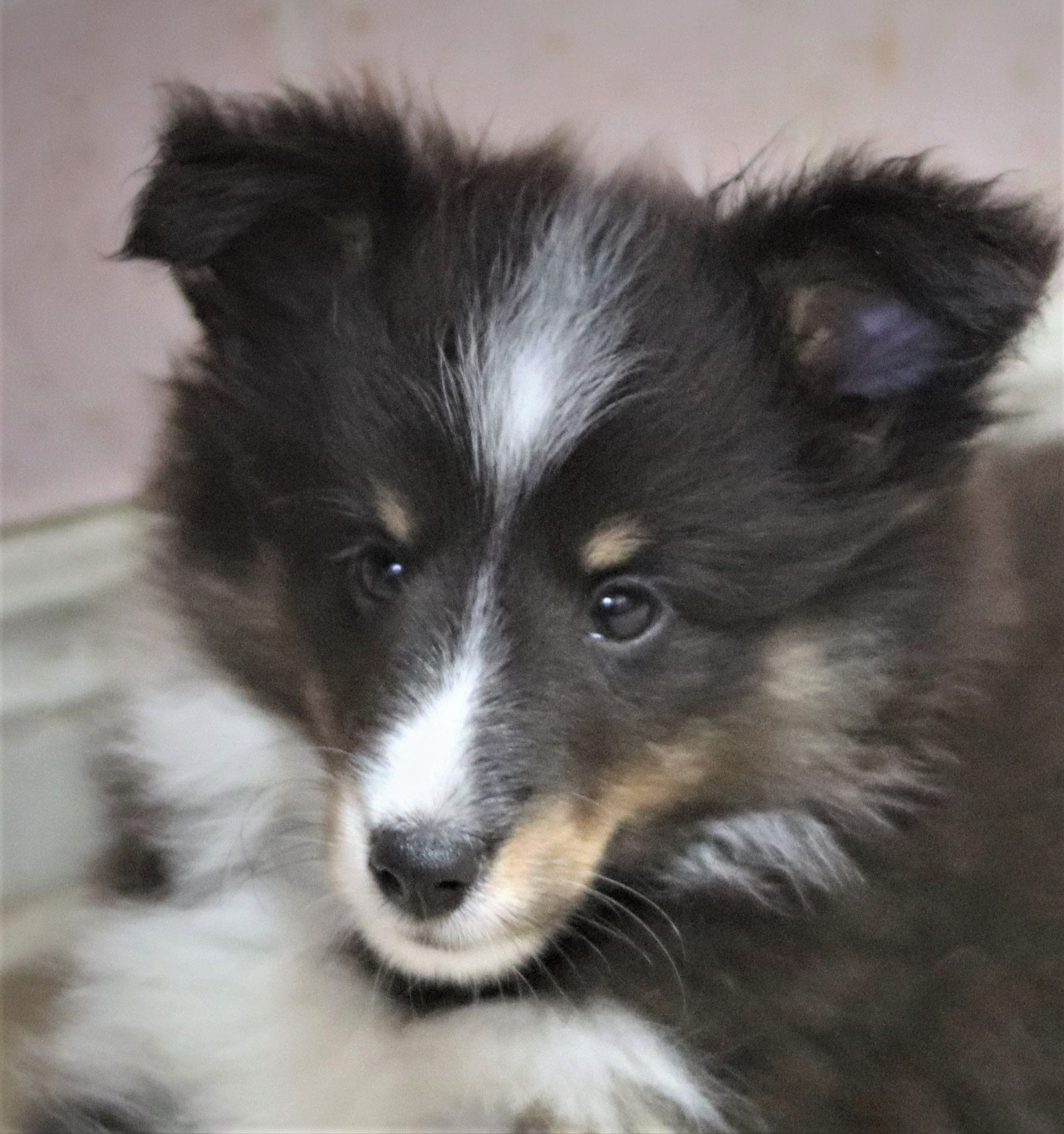 young sheltie puppy